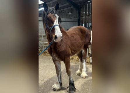 Shire / Shire Horse, Giumenta, 2 Anni