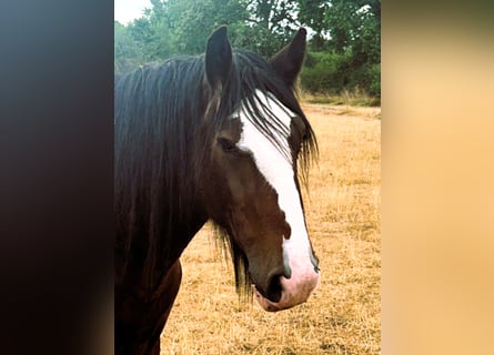 Shire / Shire Horse, Giumenta, 3 Anni