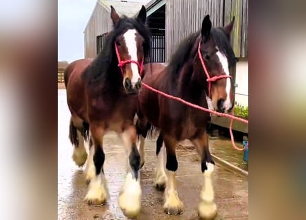Shire / Shire Horse, Giumenta, 3 Anni