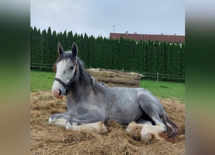 Shire / Shire Horse, Giumenta, 5 Anni, 170 cm, Grigio