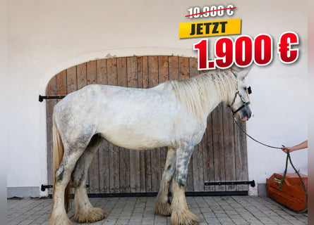 Shire / Shire Horse, Giumenta, 5 Anni, 180 cm, Grigio