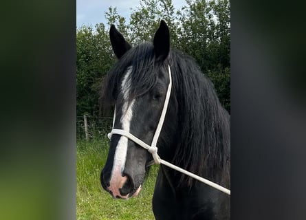 Shire / Shire Horse, Giumenta, 9 Anni