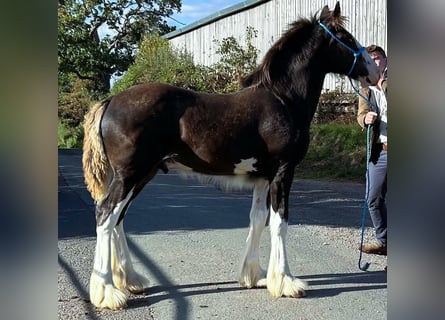 Shire / Shire Horse, Stallone, Puledri (01/2026)