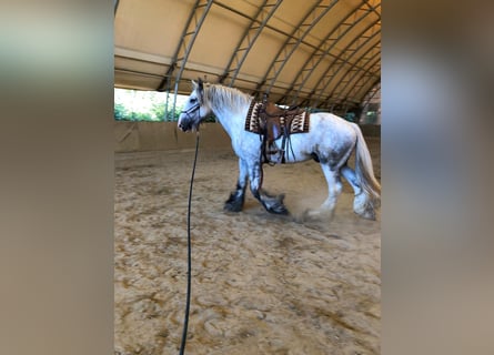 Shire, Wałach, 4 lat, 185 cm, Siwa