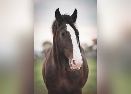 Shirehäst, Valack, 14 år, 176 cm, Brun