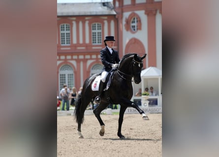 Oldenburg, Stallion, 26 years, 16.3 hh, Smoky-Black