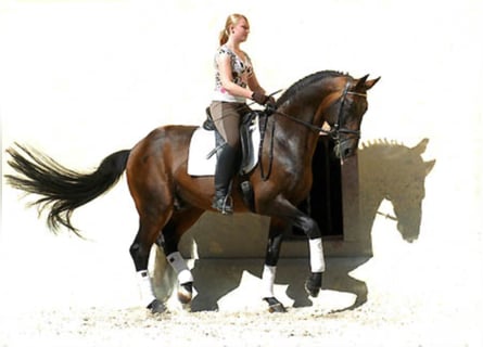 Koń trakeński, Ogier, 34 lat, 172 cm, Gniada