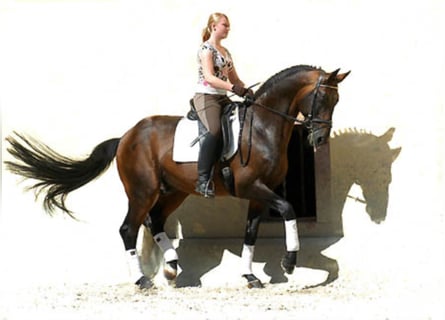 Trakehner, Hengst, 35 Jaar, 172 cm, Bruin