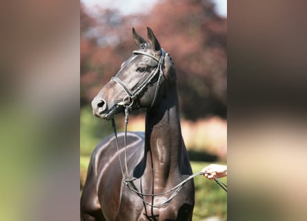Hanoverian, Stallion, 20 years, 16.1 hh, Smoky-Black