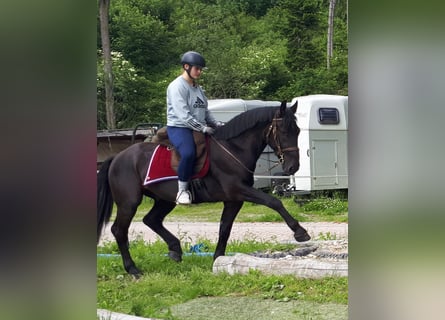 Silesian, Gelding, 3 years, 15.3 hh, Black