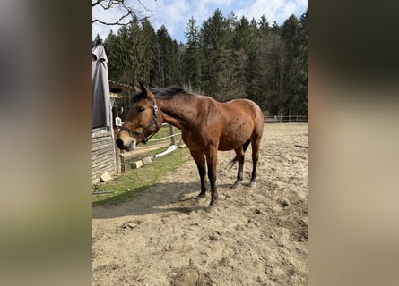 Silesian, Gelding, 4 years, 16.2 hh, Brown