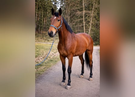 Silesian, Gelding, 4 years, 16.2 hh, Brown