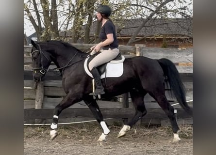 Silesian, Gelding, 4 years, 16 hh, Black