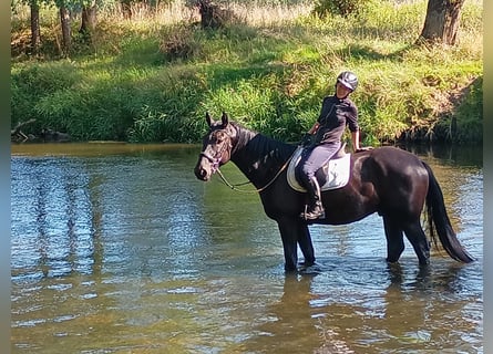 Silesian, Gelding, 4 years, 16,1 hh, Black