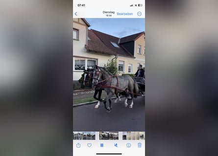 Silesian, Gelding, 6 years, 16,1 hh, Black