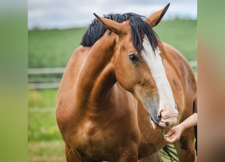 Silesian, Mare, 3 years, 15.2 hh, Bay