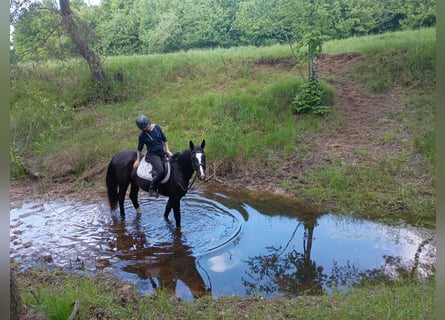 Silesian, Mare, 3 years, 15,2 hh, Black