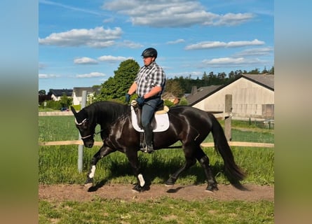 Silesian, Mare, 3 years, 16 hh, Black