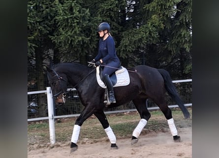 Silesian, Mare, 4 years, 16,1 hh, Bay-Dark