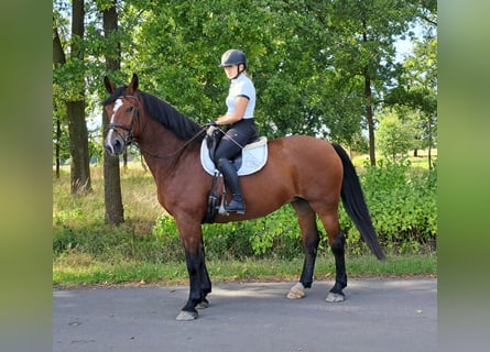 Silesian, Mare, 7 years, 16,1 hh, Brown