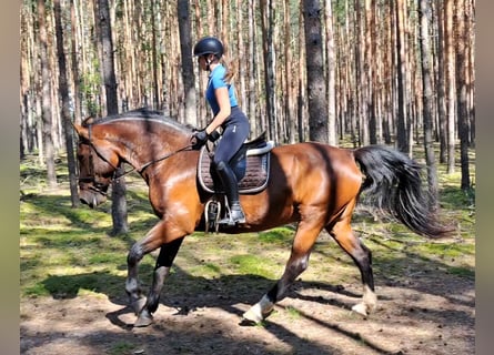 Silesian, Mare, 7 years, 16,3 hh, Brown