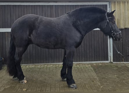 Silesiano, Caballo castrado, 10 años, 165 cm, Negro