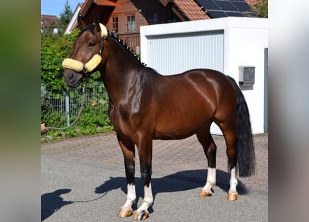Silesiano, Caballo castrado, 3 años, 158 cm, Castaño