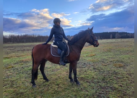 Silesiano Mestizo, Caballo castrado, 3 años, 158 cm, Castaño