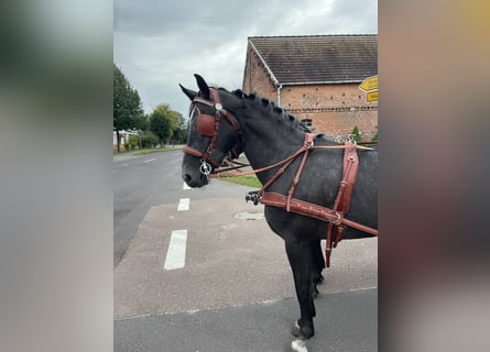 Silesiano, Caballo castrado, 4 años, 167 cm, Tordo