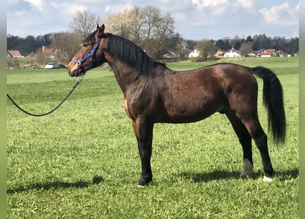Silesiano, Caballo castrado, 5 años, 160 cm, Castaño