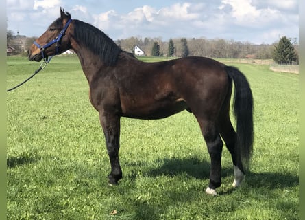 Silesiano, Caballo castrado, 5 años, 162 cm, Castaño oscuro