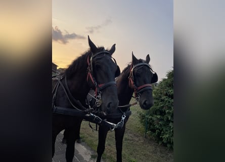 Silesiano, Caballo castrado, 5 años, 168 cm, Negro