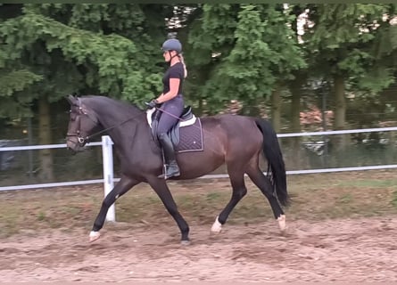 Silesiano, Yegua, 6 años, 168 cm, Castaño oscuro