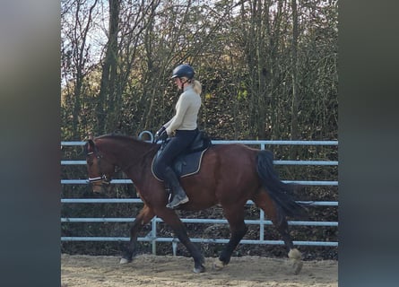 Silésien, Hongre, 4 Ans, 152 cm, Bai