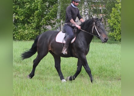 Silésien, Hongre, 4 Ans, 162 cm, Bai brun foncé