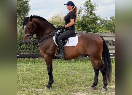 Silésien, Hongre, 4 Ans, 164 cm, Bai brun