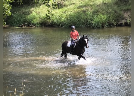 Silésien, Hongre, 4 Ans, 166 cm, Noir