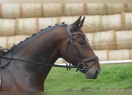 Silésien, Hongre, 5 Ans, 158 cm, Bai