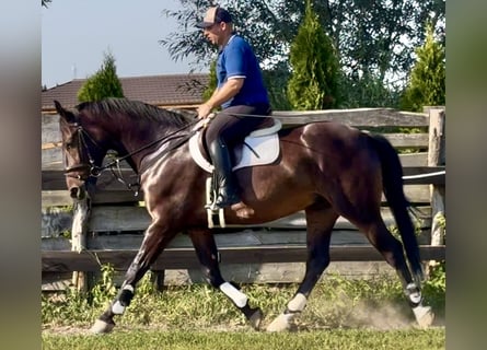 Silésien, Hongre, 5 Ans, 166 cm, Bai brun