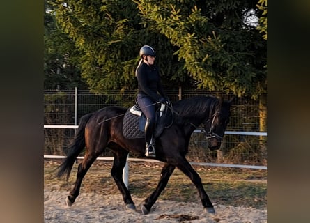 Silésien, Jument, 4 Ans, 167 cm, Bai brun foncé