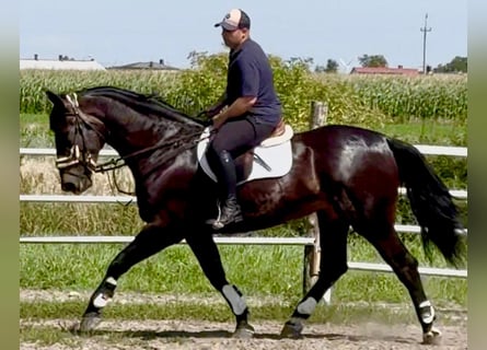 Silésien, Jument, 5 Ans, 169 cm, Bai brun