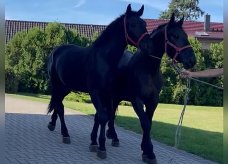 Silesisk häst, Valack, 4 år, 168 cm, Svart