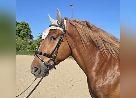 Silesisk häst, Valack, 5 år, 158 cm, Fux