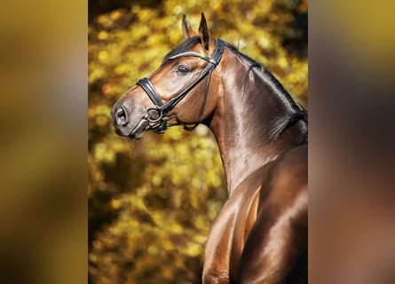 Koń hanowerski, Ogier, 9 lat, 171 cm, Gniada