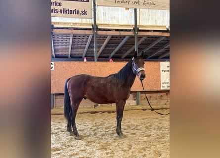 Slovacco, Castrone, 2 Anni, Baio ciliegia