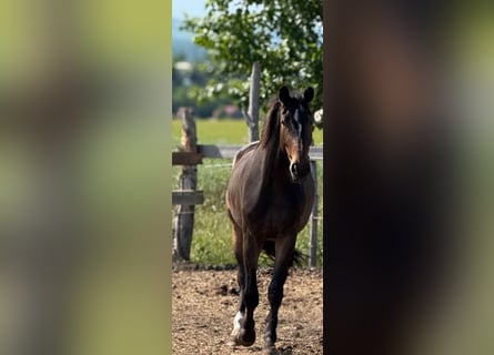 Slovacco, Castrone, 3 Anni, 165 cm, Baio