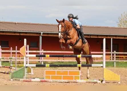 Slovacco, Castrone, 7 Anni, 174 cm, Sauro