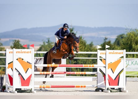 Slovacco, Giumenta, 7 Anni, 164 cm, Baio ciliegia