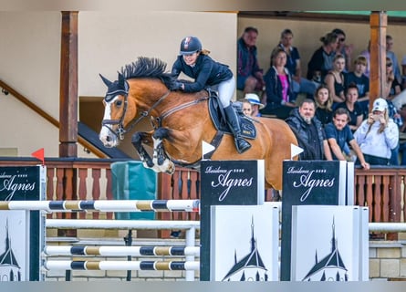 Slovacco, Giumenta, 7 Anni, 172 cm, Baio