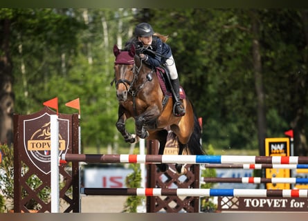 Slovacco, Giumenta, 8 Anni, 162 cm, Baio scuro